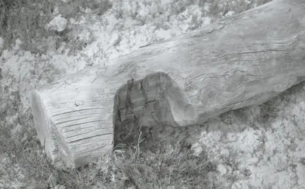 Nærbilde av lafteknuta på en av stokkene til naustet fra bursjøen. 