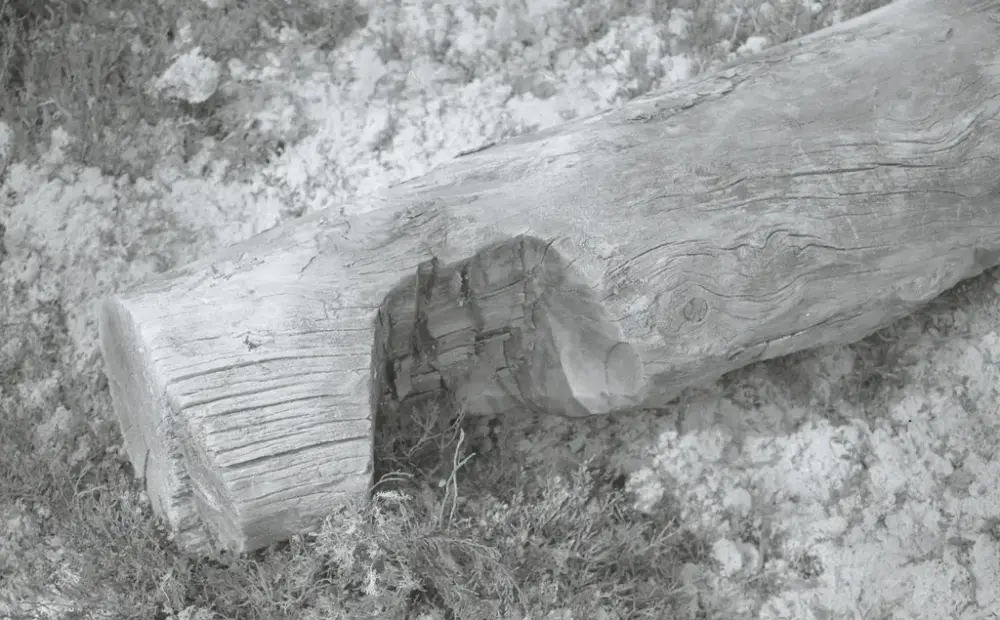 Nærbilde av lafteknuta på en av stokkene til naustet fra bursjøen. 