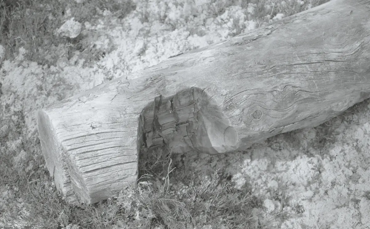 Nærbilde av lafteknuta på en av stokkene til naustet fra bursjøen. 