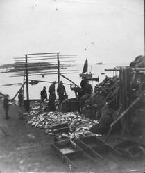 Fisk tatt i land i Langenesværet i Øksnes