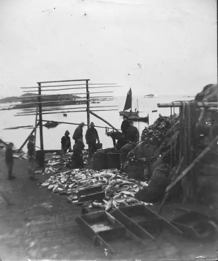 Fisk tatt i land i Langenesværet i Øksnes