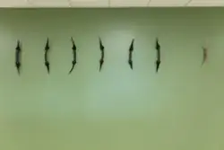 CoarveSákkit / HornPinner / AntlerSticks [Vegg]