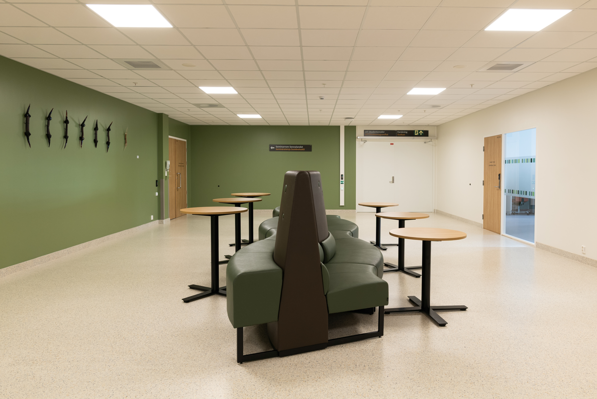 CoarveSákkit / HornPinner / AntlerSticks [Vegg]