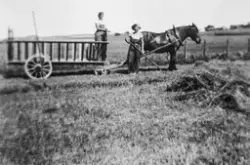 Høykjøring på Hauge vestre, Rolvsøy 1933. Antakelig søstrene