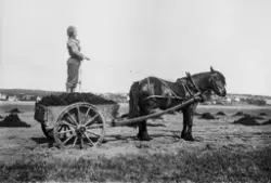 Møkkakjøring på Hauge vestre, Rolvsøy 1933.  John Emil Hauge