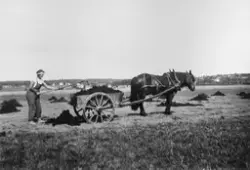 Møkkakjøring  på Hauge vestre, Rolvsøy 1933, Tora Helene Hau