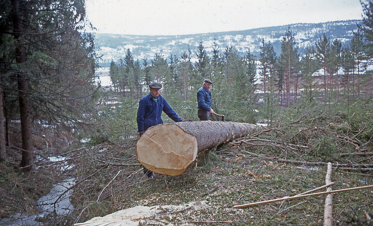Tømmerhogst på Blekaberg. Treet er nettopp felt og kvistet. 1980- eller 90-årene.