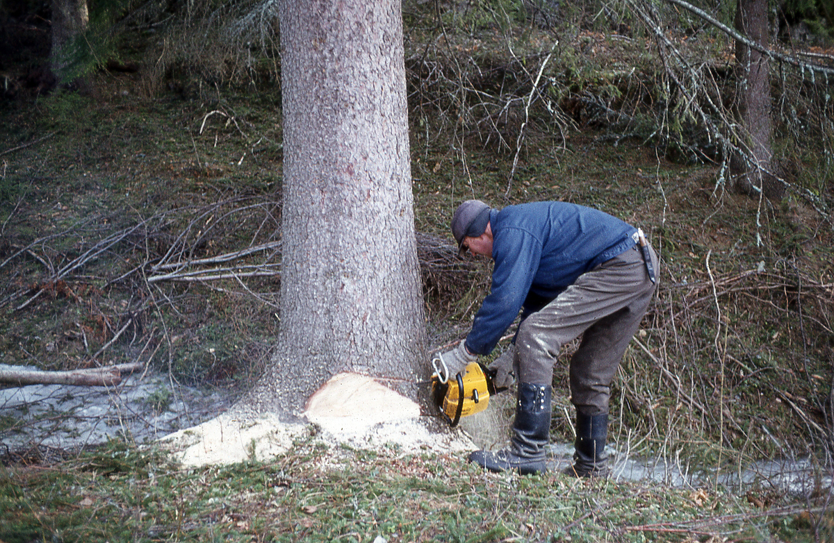 Tømmerhogst på Blekaberg. Forberedelse til kapping av ei stor gran (?), med motorsag. 1980- eller 90-årene.