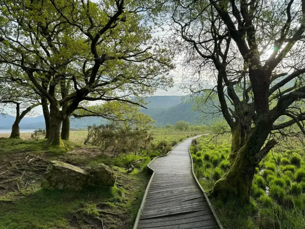 Store trær med plankesti 