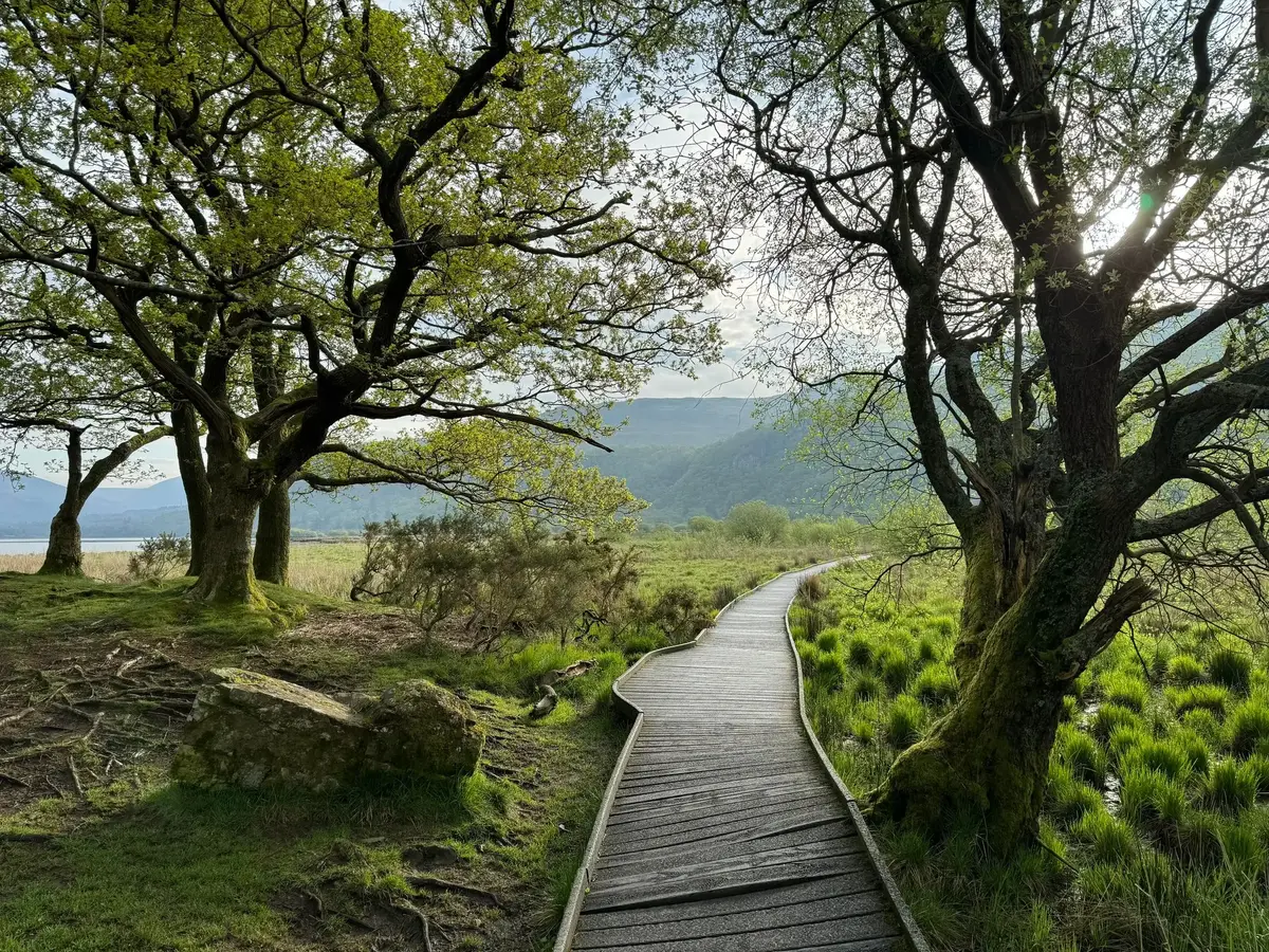Store trær med plankesti 