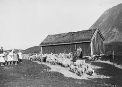 Flere personer og sauer ved et uthus med innhegning. Fjell i