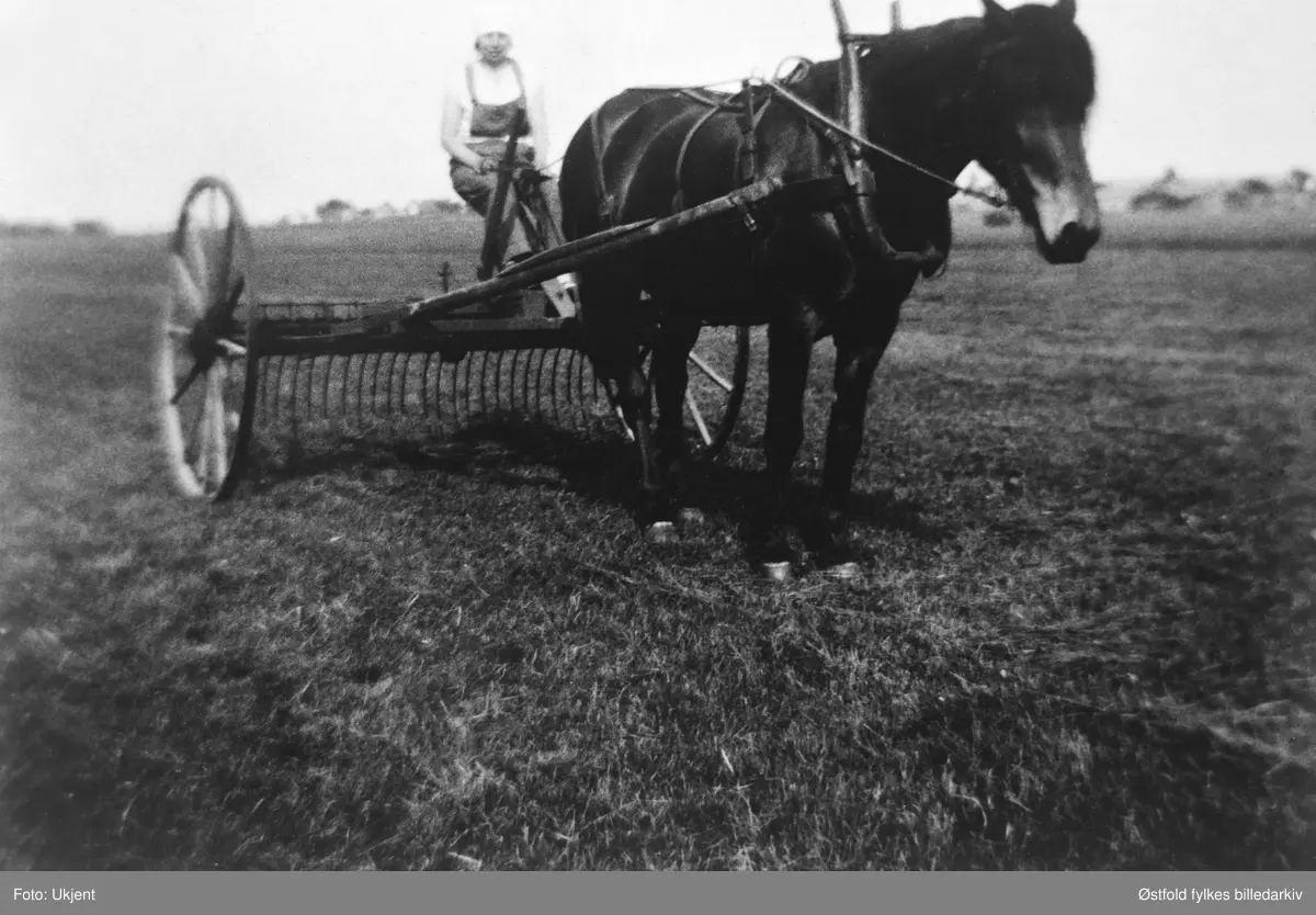 Signe Hauge med høyriva, Hauge vestrer, Rolvsøy ca. 1931. 135/7