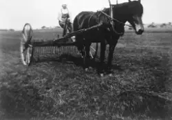 Signe Hauge med høyriva, Hauge vestrer, Rolvsøy ca. 1931. 13