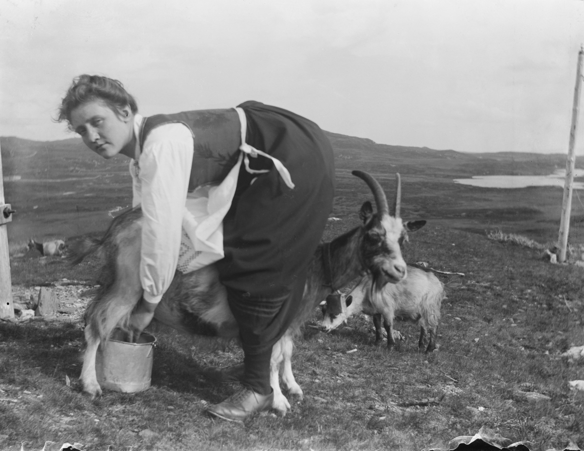 Seterliv - melking av geit på Hundersætra