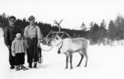 Personer med rein i Gisnadalen