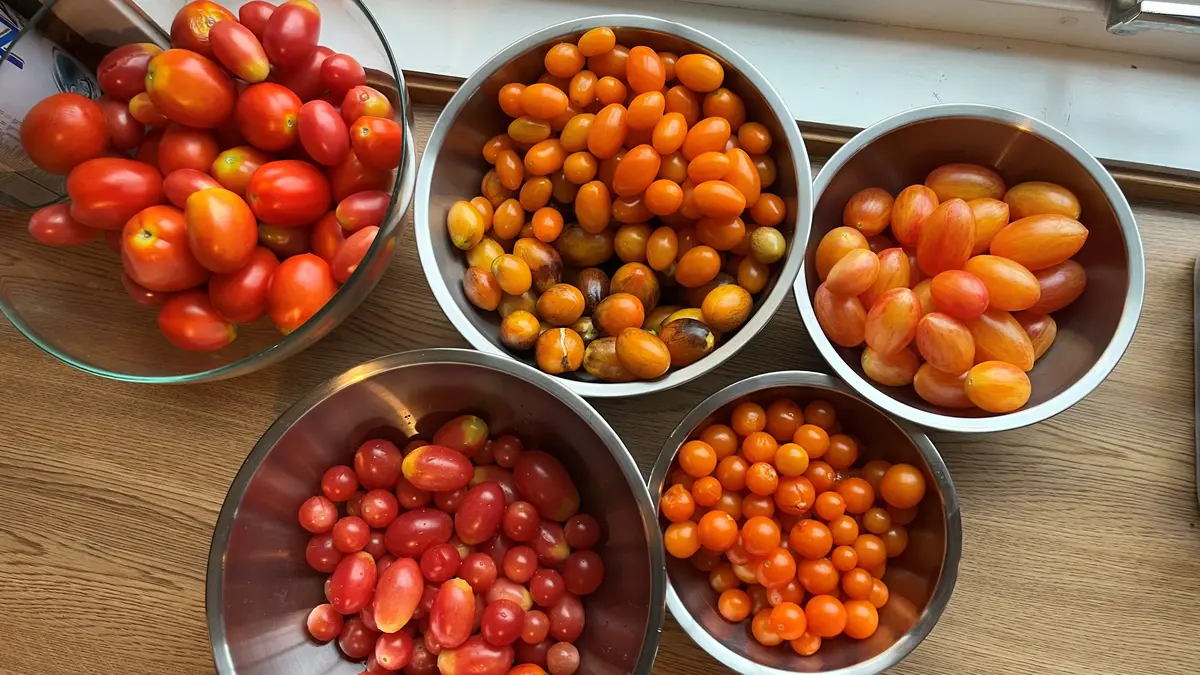 5 skåler med røde tomater i litt varierende størrelser og former.