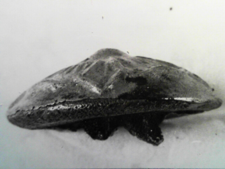 tinn ?. rund. hvelvet overflate. dekorert med 4-bladrose. støpt. hempen borte. høyde med hempe 0,7.