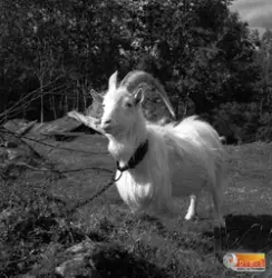 Bollnäs Finnskog byn. Ulla Karlssons bock