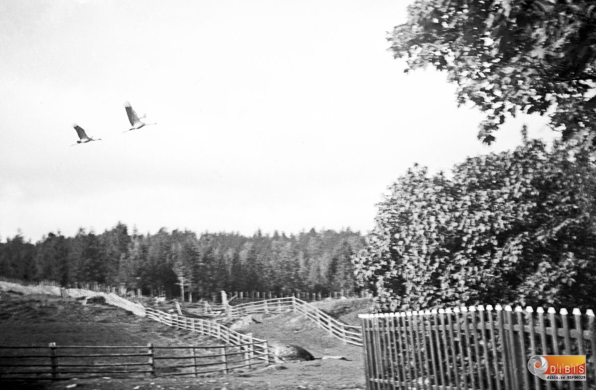 Tranor som flyger över gården Jönsbo