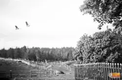 Tranor som flyger över gården Jönsbo