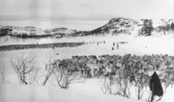 Deling av reinsdyrsflokk mellom tamreinslaget og samene i Il