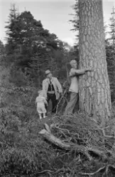 "1955"."Hjå Tollås på Aureholmen"