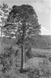 "1955"."Hjå Tollås på Aureholmen"