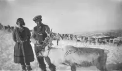 Kvinne og mann med rein