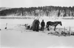 Reinslakting på Kreklingen.