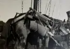 Smålands artilleriregemente, A 6. Västgötamanövern 1912. Lastning/avlastning av hästar och materiel till/från fraktfartyg. Foto från år 1912.