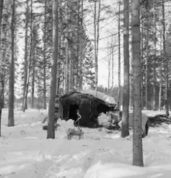 Bygging av barstall utenfor Letjerndalskoia i Norsk Skogbruk