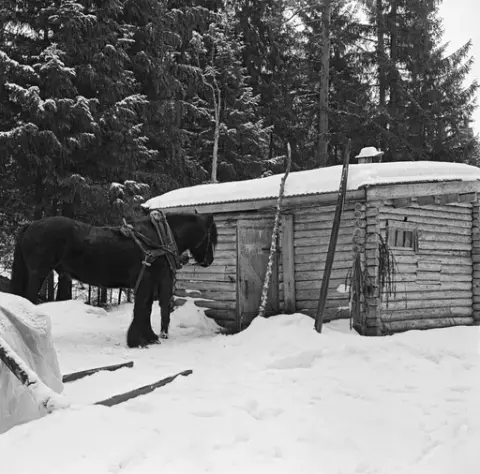 Stallen ved Smaltjernskoia i Statens skog i Svartholtet i Elverum. Dette fotografiet ble tatt i 1971. Denne stallen var tømret av forholdsvis grant tømmer. Den hadde bølgeblikktekt pulttak. Da dette fotografiet ble tatt sto det en dølahest med forsele, og bak den skimter vi beina til hesteieren, antakelig Johan Rasch (1916-2009), som var den siste som bodde i Smaltjernskoia mens han kjørte tømmer med hest i vintermånedene.