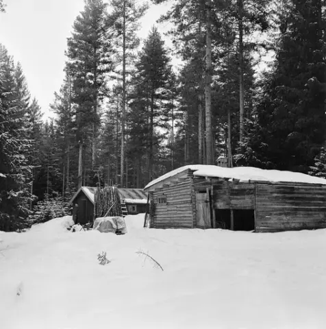Fra Smaltjernskoia i statens skog i Svartholtet i Elverum i Hedmark. Dette fotografiet ble tatt i 1971. I forgrunnen ser vi en tømret stall med bølgeblikktekket pulttak med luftelur av tre. På baksida av denne bygningen, der fotografen sto, var det tilbygd et skur i bordkledd bindingsverk som også hadde bølgeblikktekt pulttak. Dette var sannsynligvis et lagerrom for høy. Til venstre i bildet, noe lengre bak, lå sjølve koia, et enetasjes hus med bordkledde yttervegger og bølgeblikktekket saltak. Inntil veggen sto det en del toppstokker, antakelig ved, og en stige. I døråpningen i gavlenden av koia sto en mann, antakelig Johan Rasch (1916-2009), som var den siste tømmerkjøreren med hest som bodde i denne koia i driftssesongen i skogen.