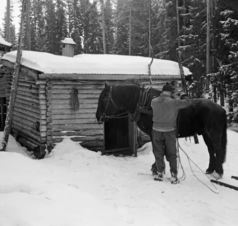 Tømmerkjøreren Johan Rasch (1916-2009) fotografert mens han la sele på hesten sin framfor framfor stallen ved Smaltjernskoia i statens skog i Svartholtet i Elverum i Hedmark. Skogshesten var en dølahest. Stallen i bakgrunnen var laftet av forholdsvis grant tømmer. Den hadde bølgeblikktekt pulttak med en oppstikkende luftelur av tre. På tømmerveggen framfor hesten hang det en taukveil.