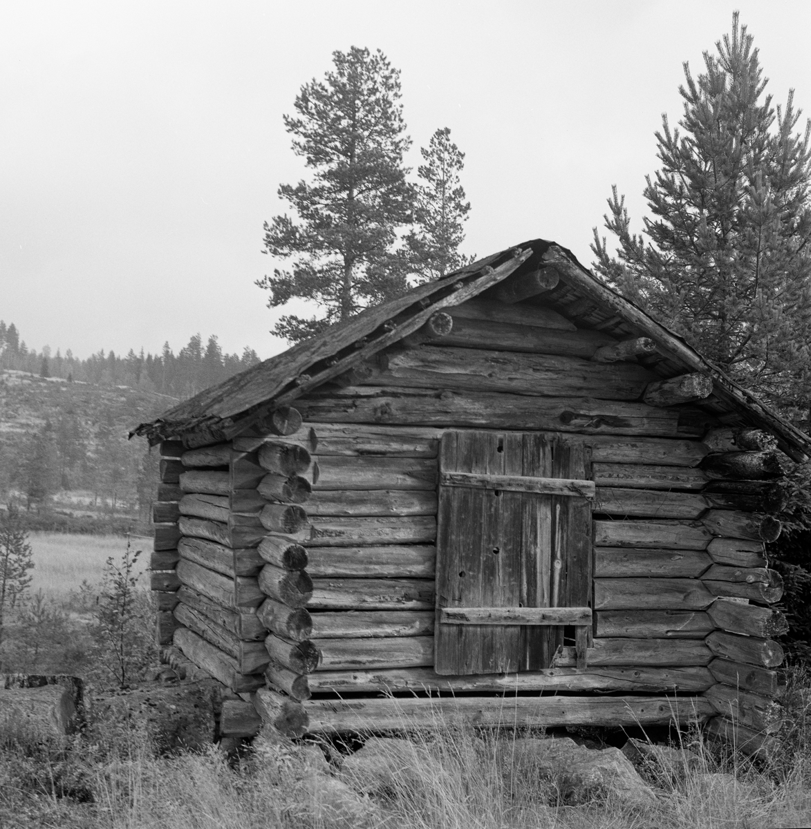 Måsåhuk (Høyløe) ved Ramslimyra i Åsnes. 