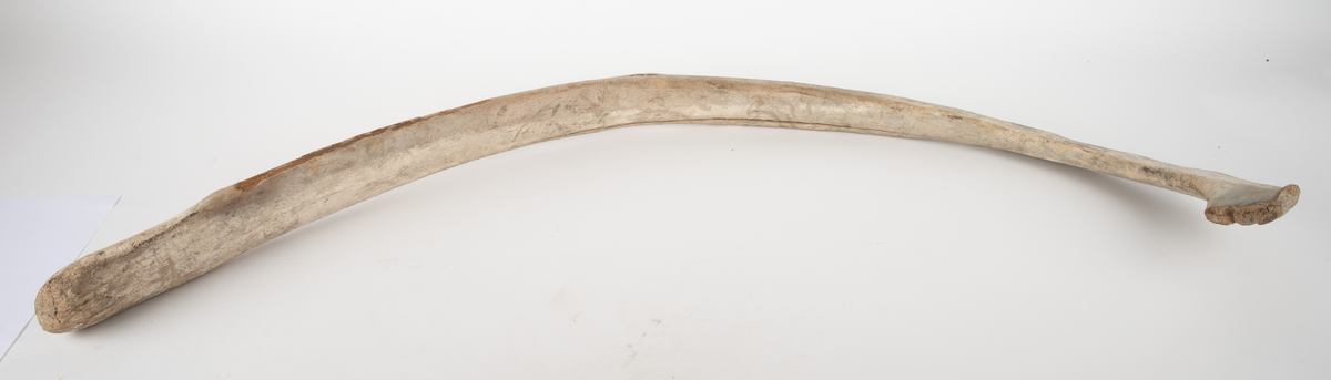 Revben av grönlandsval.