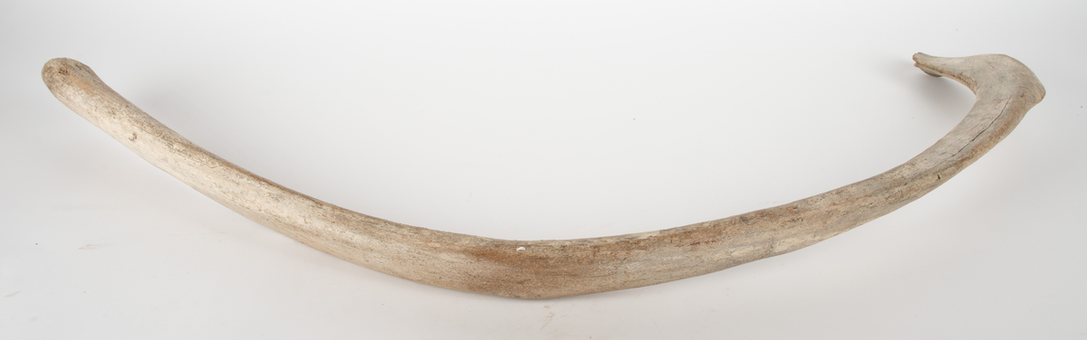 Revben av grönlandsval.