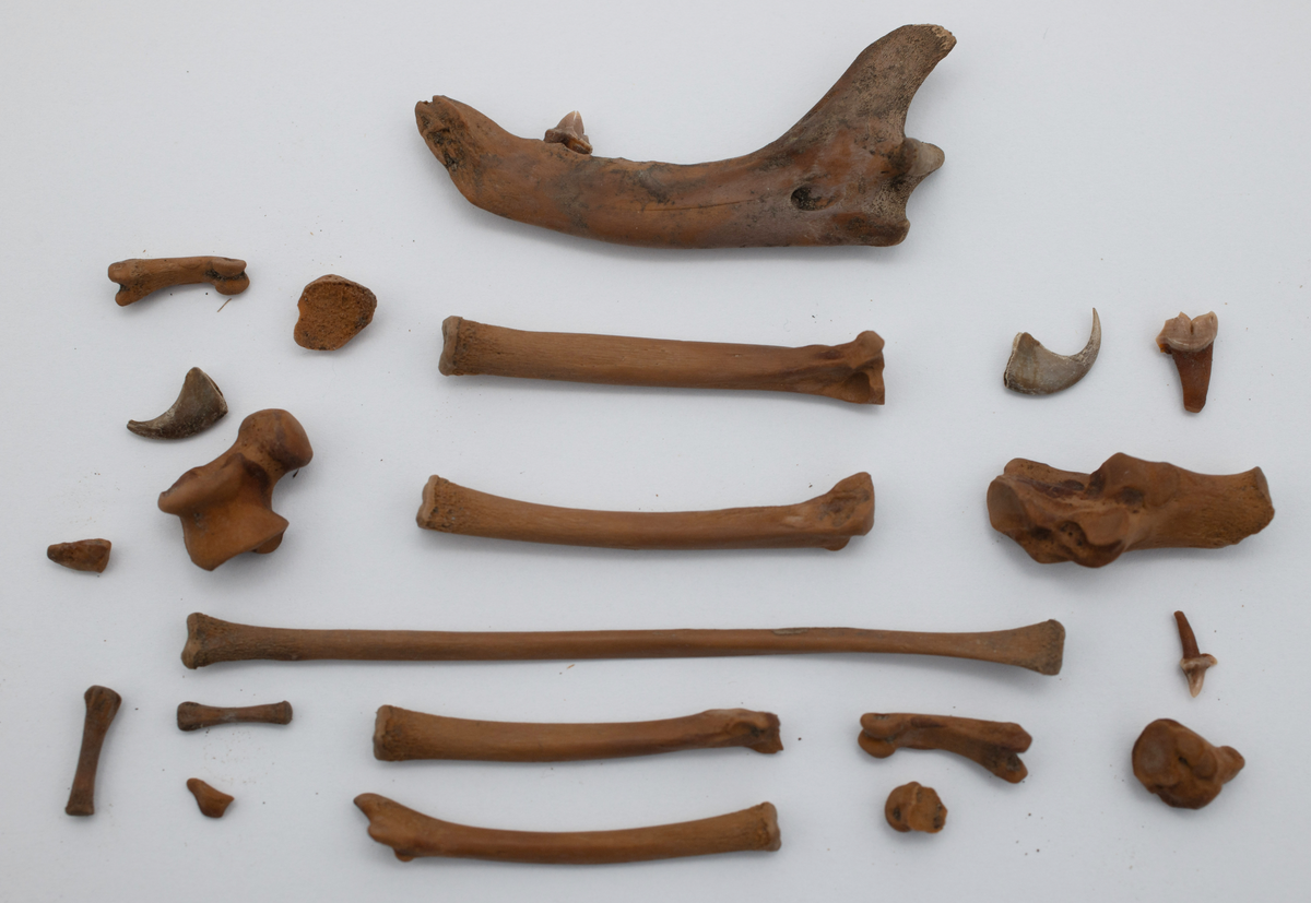 Det mycket omfattande fyndmaterialet domineras av keramik, främst yngre rödgods: grytor, karotter och fat. En del av detta är säkert producerat i Ny Varberg. En del yngre svartgods förekommer också, liksom kakel.

Importvaror från kontinenten är delar av rödgodset liksom vitgods, en hel del stengods och något fajans.

Vidare förekommer glas, både fönsterglas och dryckesglas, järnföremål av olika slag, förutom spik finns t ex lås, vidare mindre mängder brons, mässing och bly, varav några blyplomber.

Fynden har sorterats efter fyndomständighet och typ i följd VMF 50 000 - VMF 86 941, VMF 87 000 - VMF 87 032.

Därtill kommer diverse fyndnummer sten och ben som inte har VMF-nummer. Förmodligen är detta det samlade fyndmaterialets.

Merparten har lagts in i en databas av okänd typ, utskrifter från denna har kompletterats med en del uppgifter påskrivet för hand, liksom VMF-nummer, och finns i blankettform.

Sammanlagt omkring 3500 fyndposter finns att finna i  Primus av de drygt 37 000 posterna. Resten finns alltså endast dokumenterat på blanketter.

Själva sorteringen som helhet är av allt att döma bra gjord, det är bara det att arbetet tyvärr aldrig kunde fullföljas.

Oavsett infallsvinkel och frågeställngar så har fyndmaterialet tillsammans med dokumentationen god potential för vidare bearbetning och forskning.

Keramikfynd i Primus är VMF 50 000 - 52 296, enstaka poster > VMF 56 347, omkring 100 poster runt VMF 59 000, samt VMF 76 778 - 77 036.

Glas, läder, trä och metaller finns på VMF 86 000 - 86 941. Tegel har VMF  87 000 -  87 032.

Antalet fyndbackar är 443 st, varav keramik 362, glas 10, läder mm 6, trä 23, metall 15, tegel 13 samt sten 9 och ben 5 backar med olika fyndnummer men inte VMF-nummer. En del större träföremål som plank finns på pall.