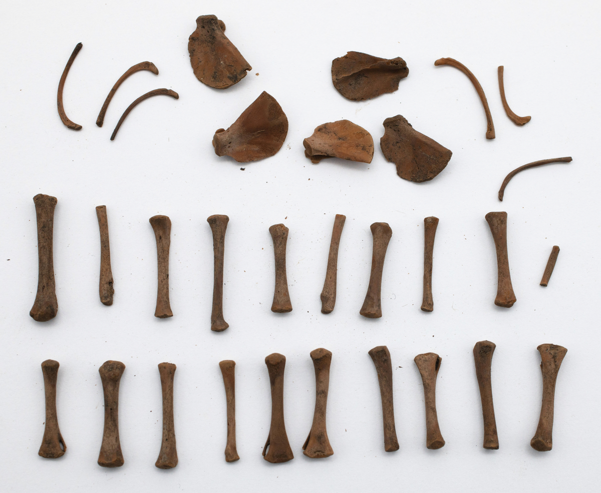 Det mycket omfattande fyndmaterialet domineras av keramik, främst yngre rödgods: grytor, karotter och fat. En del av detta är säkert producerat i Ny Varberg. En del yngre svartgods förekommer också, liksom kakel.

Importvaror från kontinenten är delar av rödgodset liksom vitgods, en hel del stengods och något fajans.

Vidare förekommer glas, både fönsterglas och dryckesglas, järnföremål av olika slag, förutom spik finns t ex lås, vidare mindre mängder brons, mässing och bly, varav några blyplomber.

Fynden har sorterats efter fyndomständighet och typ i följd VMF 50 000 - VMF 86 941, VMF 87 000 - VMF 87 032.

Därtill kommer diverse fyndnummer sten och ben som inte har VMF-nummer. Förmodligen är detta det samlade fyndmaterialets.

Merparten har lagts in i en databas av okänd typ, utskrifter från denna har kompletterats med en del uppgifter påskrivet för hand, liksom VMF-nummer, och finns i blankettform.

Sammanlagt omkring 3500 fyndposter finns att finna i  Primus av de drygt 37 000 posterna. Resten finns alltså endast dokumenterat på blanketter.

Själva sorteringen som helhet är av allt att döma bra gjord, det är bara det att arbetet tyvärr aldrig kunde fullföljas.

Oavsett infallsvinkel och frågeställngar så har fyndmaterialet tillsammans med dokumentationen god potential för vidare bearbetning och forskning.

Keramikfynd i Primus är VMF 50 000 - 52 296, enstaka poster > VMF 56 347, omkring 100 poster runt VMF 59 000, samt VMF 76 778 - 77 036.

Glas, läder, trä och metaller finns på VMF 86 000 - 86 941. Tegel har VMF  87 000 -  87 032.

Antalet fyndbackar är 443 st, varav keramik 362, glas 10, läder mm 6, trä 23, metall 15, tegel 13 samt sten 9 och ben 5 backar med olika fyndnummer men inte VMF-nummer. En del större träföremål som plank finns på pall.