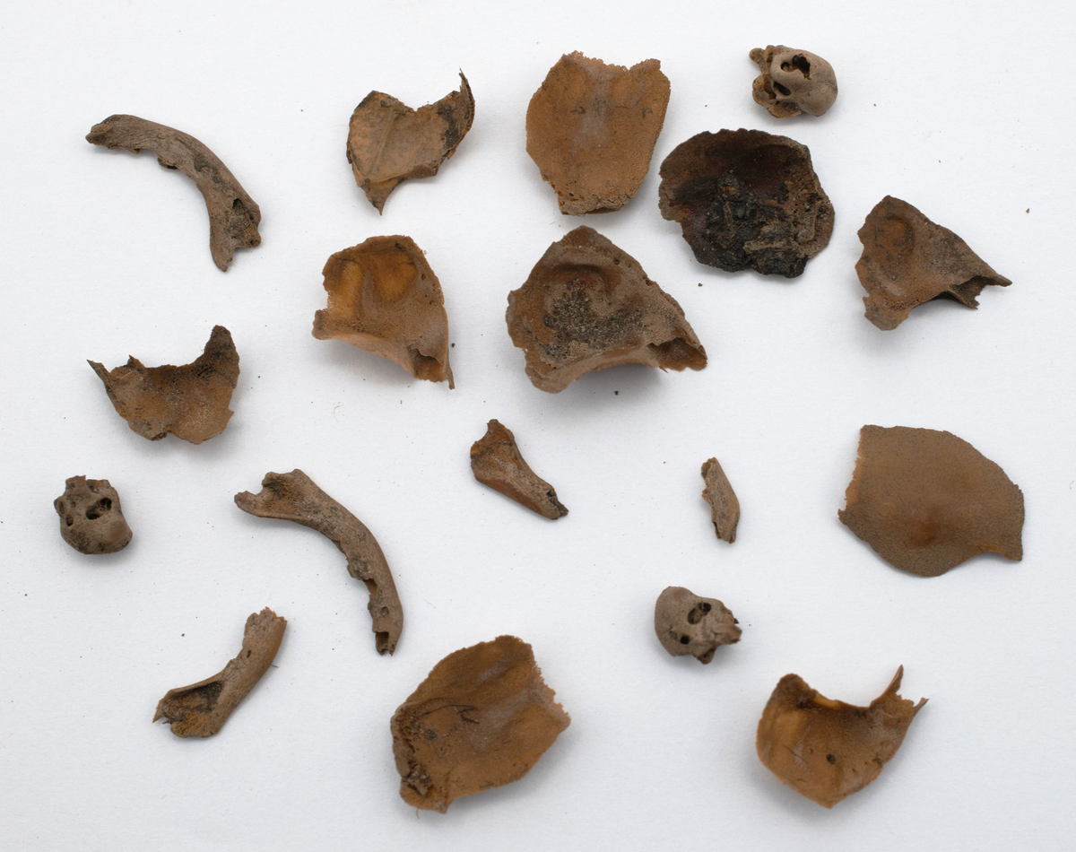 Det mycket omfattande fyndmaterialet domineras av keramik, främst yngre rödgods: grytor, karotter och fat. En del av detta är säkert producerat i Ny Varberg. En del yngre svartgods förekommer också, liksom kakel.

Importvaror från kontinenten är delar av rödgodset liksom vitgods, en hel del stengods och något fajans.

Vidare förekommer glas, både fönsterglas och dryckesglas, järnföremål av olika slag, förutom spik finns t ex lås, vidare mindre mängder brons, mässing och bly, varav några blyplomber.

Fynden har sorterats efter fyndomständighet och typ i följd VMF 50 000 - VMF 86 941, VMF 87 000 - VMF 87 032.

Därtill kommer diverse fyndnummer sten och ben som inte har VMF-nummer. Förmodligen är detta det samlade fyndmaterialets.

Merparten har lagts in i en databas av okänd typ, utskrifter från denna har kompletterats med en del uppgifter påskrivet för hand, liksom VMF-nummer, och finns i blankettform.

Sammanlagt omkring 3500 fyndposter finns att finna i  Primus av de drygt 37 000 posterna. Resten finns alltså endast dokumenterat på blanketter.

Själva sorteringen som helhet är av allt att döma bra gjord, det är bara det att arbetet tyvärr aldrig kunde fullföljas.

Oavsett infallsvinkel och frågeställngar så har fyndmaterialet tillsammans med dokumentationen god potential för vidare bearbetning och forskning.

Keramikfynd i Primus är VMF 50 000 - 52 296, enstaka poster > VMF 56 347, omkring 100 poster runt VMF 59 000, samt VMF 76 778 - 77 036.

Glas, läder, trä och metaller finns på VMF 86 000 - 86 941. Tegel har VMF  87 000 -  87 032.

Antalet fyndbackar är 443 st, varav keramik 362, glas 10, läder mm 6, trä 23, metall 15, tegel 13 samt sten 9 och ben 5 backar med olika fyndnummer men inte VMF-nummer. En del större träföremål som plank finns på pall.