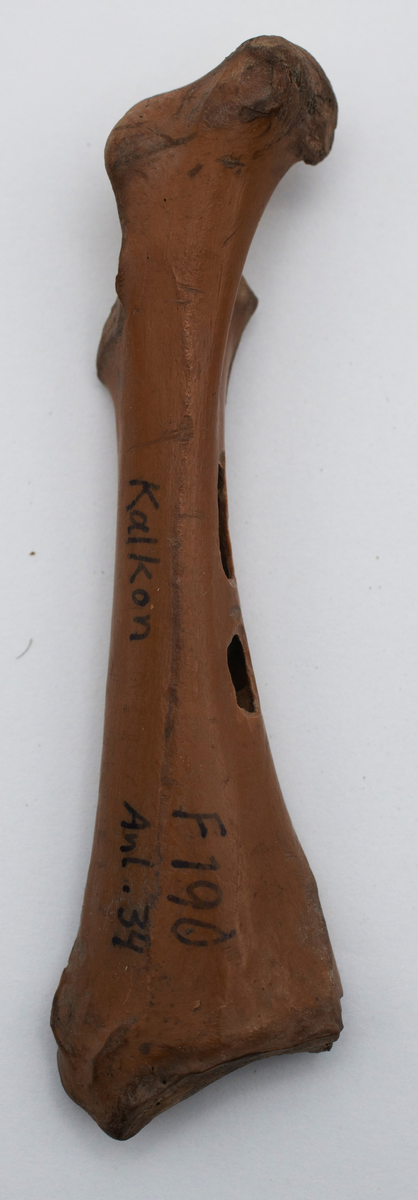 Det mycket omfattande fyndmaterialet domineras av keramik, främst yngre rödgods: grytor, karotter och fat. En del av detta är säkert producerat i Ny Varberg. En del yngre svartgods förekommer också, liksom kakel.

Importvaror från kontinenten är delar av rödgodset liksom vitgods, en hel del stengods och något fajans.

Vidare förekommer glas, både fönsterglas och dryckesglas, järnföremål av olika slag, förutom spik finns t ex lås, vidare mindre mängder brons, mässing och bly, varav några blyplomber.

Fynden har sorterats efter fyndomständighet och typ i följd VMF 50 000 - VMF 86 941, VMF 87 000 - VMF 87 032.

Därtill kommer diverse fyndnummer sten och ben som inte har VMF-nummer. Förmodligen är detta det samlade fyndmaterialets.

Merparten har lagts in i en databas av okänd typ, utskrifter från denna har kompletterats med en del uppgifter påskrivet för hand, liksom VMF-nummer, och finns i blankettform.

Sammanlagt omkring 3500 fyndposter finns att finna i  Primus av de drygt 37 000 posterna. Resten finns alltså endast dokumenterat på blanketter.

Själva sorteringen som helhet är av allt att döma bra gjord, det är bara det att arbetet tyvärr aldrig kunde fullföljas.

Oavsett infallsvinkel och frågeställngar så har fyndmaterialet tillsammans med dokumentationen god potential för vidare bearbetning och forskning.

Keramikfynd i Primus är VMF 50 000 - 52 296, enstaka poster > VMF 56 347, omkring 100 poster runt VMF 59 000, samt VMF 76 778 - 77 036.

Glas, läder, trä och metaller finns på VMF 86 000 - 86 941. Tegel har VMF  87 000 -  87 032.

Antalet fyndbackar är 443 st, varav keramik 362, glas 10, läder mm 6, trä 23, metall 15, tegel 13 samt sten 9 och ben 5 backar med olika fyndnummer men inte VMF-nummer. En del större träföremål som plank finns på pall.