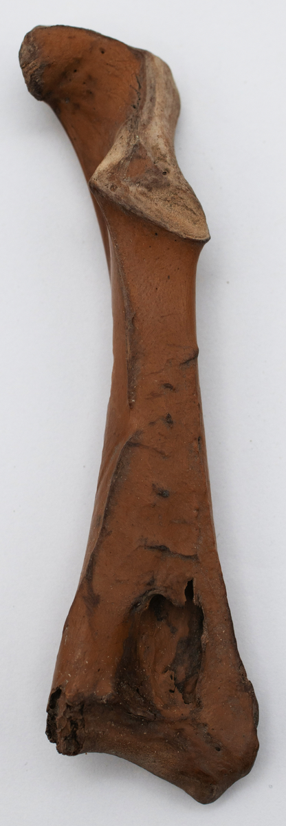 Det mycket omfattande fyndmaterialet domineras av keramik, främst yngre rödgods: grytor, karotter och fat. En del av detta är säkert producerat i Ny Varberg. En del yngre svartgods förekommer också, liksom kakel.

Importvaror från kontinenten är delar av rödgodset liksom vitgods, en hel del stengods och något fajans.

Vidare förekommer glas, både fönsterglas och dryckesglas, järnföremål av olika slag, förutom spik finns t ex lås, vidare mindre mängder brons, mässing och bly, varav några blyplomber.

Fynden har sorterats efter fyndomständighet och typ i följd VMF 50 000 - VMF 86 941, VMF 87 000 - VMF 87 032.

Därtill kommer diverse fyndnummer sten och ben som inte har VMF-nummer. Förmodligen är detta det samlade fyndmaterialets.

Merparten har lagts in i en databas av okänd typ, utskrifter från denna har kompletterats med en del uppgifter påskrivet för hand, liksom VMF-nummer, och finns i blankettform.

Sammanlagt omkring 3500 fyndposter finns att finna i  Primus av de drygt 37 000 posterna. Resten finns alltså endast dokumenterat på blanketter.

Själva sorteringen som helhet är av allt att döma bra gjord, det är bara det att arbetet tyvärr aldrig kunde fullföljas.

Oavsett infallsvinkel och frågeställngar så har fyndmaterialet tillsammans med dokumentationen god potential för vidare bearbetning och forskning.

Keramikfynd i Primus är VMF 50 000 - 52 296, enstaka poster > VMF 56 347, omkring 100 poster runt VMF 59 000, samt VMF 76 778 - 77 036.

Glas, läder, trä och metaller finns på VMF 86 000 - 86 941. Tegel har VMF  87 000 -  87 032.

Antalet fyndbackar är 443 st, varav keramik 362, glas 10, läder mm 6, trä 23, metall 15, tegel 13 samt sten 9 och ben 5 backar med olika fyndnummer men inte VMF-nummer. En del större träföremål som plank finns på pall.