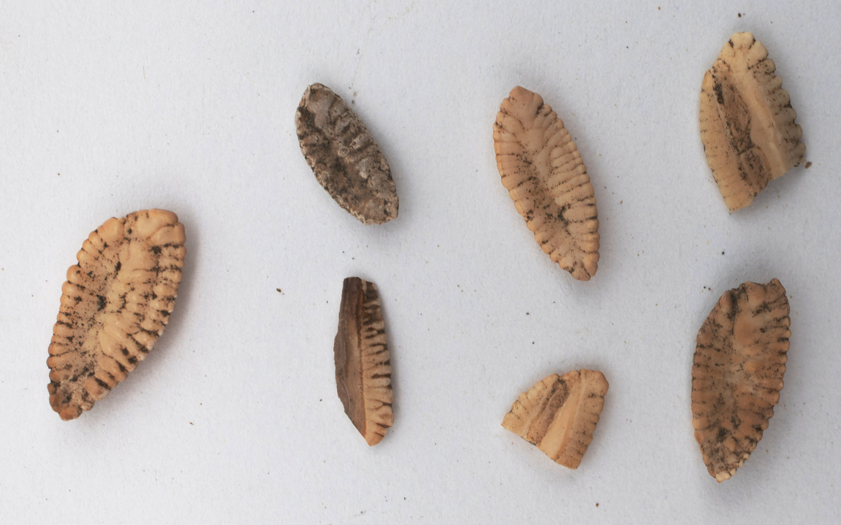 Det mycket omfattande fyndmaterialet domineras av keramik, främst yngre rödgods: grytor, karotter och fat. En del av detta är säkert producerat i Ny Varberg. En del yngre svartgods förekommer också, liksom kakel.

Importvaror från kontinenten är delar av rödgodset liksom vitgods, en hel del stengods och något fajans.

Vidare förekommer glas, både fönsterglas och dryckesglas, järnföremål av olika slag, förutom spik finns t ex lås, vidare mindre mängder brons, mässing och bly, varav några blyplomber.

Fynden har sorterats efter fyndomständighet och typ i följd VMF 50 000 - VMF 86 941, VMF 87 000 - VMF 87 032.

Därtill kommer diverse fyndnummer sten och ben som inte har VMF-nummer. Förmodligen är detta det samlade fyndmaterialets.

Merparten har lagts in i en databas av okänd typ, utskrifter från denna har kompletterats med en del uppgifter påskrivet för hand, liksom VMF-nummer, och finns i blankettform.

Sammanlagt omkring 3500 fyndposter finns att finna i  Primus av de drygt 37 000 posterna. Resten finns alltså endast dokumenterat på blanketter.

Själva sorteringen som helhet är av allt att döma bra gjord, det är bara det att arbetet tyvärr aldrig kunde fullföljas.

Oavsett infallsvinkel och frågeställngar så har fyndmaterialet tillsammans med dokumentationen god potential för vidare bearbetning och forskning.

Keramikfynd i Primus är VMF 50 000 - 52 296, enstaka poster > VMF 56 347, omkring 100 poster runt VMF 59 000, samt VMF 76 778 - 77 036.

Glas, läder, trä och metaller finns på VMF 86 000 - 86 941. Tegel har VMF  87 000 -  87 032.

Antalet fyndbackar är 443 st, varav keramik 362, glas 10, läder mm 6, trä 23, metall 15, tegel 13 samt sten 9 och ben 5 backar med olika fyndnummer men inte VMF-nummer. En del större träföremål som plank finns på pall.