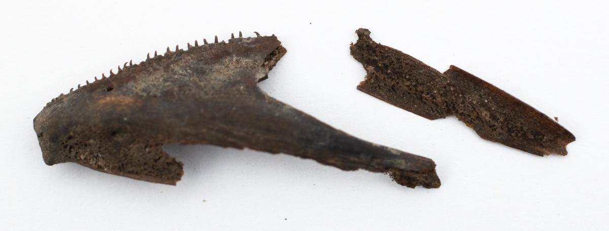 Det mycket omfattande fyndmaterialet domineras av keramik, främst yngre rödgods: grytor, karotter och fat. En del av detta är säkert producerat i Ny Varberg. En del yngre svartgods förekommer också, liksom kakel.

Importvaror från kontinenten är delar av rödgodset liksom vitgods, en hel del stengods och något fajans.

Vidare förekommer glas, både fönsterglas och dryckesglas, järnföremål av olika slag, förutom spik finns t ex lås, vidare mindre mängder brons, mässing och bly, varav några blyplomber.

Fynden har sorterats efter fyndomständighet och typ i följd VMF 50 000 - VMF 86 941, VMF 87 000 - VMF 87 032.

Därtill kommer diverse fyndnummer sten och ben som inte har VMF-nummer. Förmodligen är detta det samlade fyndmaterialets.

Merparten har lagts in i en databas av okänd typ, utskrifter från denna har kompletterats med en del uppgifter påskrivet för hand, liksom VMF-nummer, och finns i blankettform.

Sammanlagt omkring 3500 fyndposter finns att finna i  Primus av de drygt 37 000 posterna. Resten finns alltså endast dokumenterat på blanketter.

Själva sorteringen som helhet är av allt att döma bra gjord, det är bara det att arbetet tyvärr aldrig kunde fullföljas.

Oavsett infallsvinkel och frågeställngar så har fyndmaterialet tillsammans med dokumentationen god potential för vidare bearbetning och forskning.

Keramikfynd i Primus är VMF 50 000 - 52 296, enstaka poster > VMF 56 347, omkring 100 poster runt VMF 59 000, samt VMF 76 778 - 77 036.

Glas, läder, trä och metaller finns på VMF 86 000 - 86 941. Tegel har VMF  87 000 -  87 032.

Antalet fyndbackar är 443 st, varav keramik 362, glas 10, läder mm 6, trä 23, metall 15, tegel 13 samt sten 9 och ben 5 backar med olika fyndnummer men inte VMF-nummer. En del större träföremål som plank finns på pall.