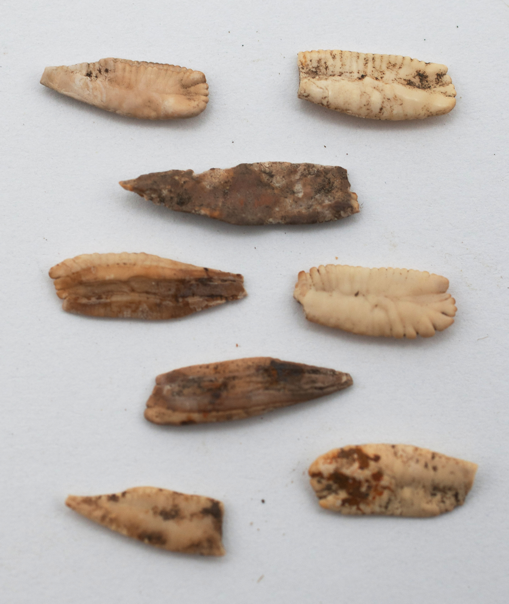 Det mycket omfattande fyndmaterialet domineras av keramik, främst yngre rödgods: grytor, karotter och fat. En del av detta är säkert producerat i Ny Varberg. En del yngre svartgods förekommer också, liksom kakel.

Importvaror från kontinenten är delar av rödgodset liksom vitgods, en hel del stengods och något fajans.

Vidare förekommer glas, både fönsterglas och dryckesglas, järnföremål av olika slag, förutom spik finns t ex lås, vidare mindre mängder brons, mässing och bly, varav några blyplomber.

Fynden har sorterats efter fyndomständighet och typ i följd VMF 50 000 - VMF 86 941, VMF 87 000 - VMF 87 032.

Därtill kommer diverse fyndnummer sten och ben som inte har VMF-nummer. Förmodligen är detta det samlade fyndmaterialets.

Merparten har lagts in i en databas av okänd typ, utskrifter från denna har kompletterats med en del uppgifter påskrivet för hand, liksom VMF-nummer, och finns i blankettform.

Sammanlagt omkring 3500 fyndposter finns att finna i  Primus av de drygt 37 000 posterna. Resten finns alltså endast dokumenterat på blanketter.

Själva sorteringen som helhet är av allt att döma bra gjord, det är bara det att arbetet tyvärr aldrig kunde fullföljas.

Oavsett infallsvinkel och frågeställngar så har fyndmaterialet tillsammans med dokumentationen god potential för vidare bearbetning och forskning.

Keramikfynd i Primus är VMF 50 000 - 52 296, enstaka poster > VMF 56 347, omkring 100 poster runt VMF 59 000, samt VMF 76 778 - 77 036.

Glas, läder, trä och metaller finns på VMF 86 000 - 86 941. Tegel har VMF  87 000 -  87 032.

Antalet fyndbackar är 443 st, varav keramik 362, glas 10, läder mm 6, trä 23, metall 15, tegel 13 samt sten 9 och ben 5 backar med olika fyndnummer men inte VMF-nummer. En del större träföremål som plank finns på pall.