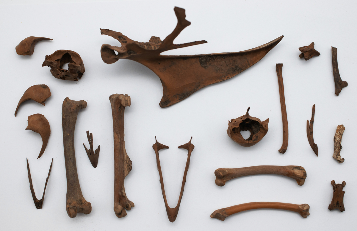 Det mycket omfattande fyndmaterialet domineras av keramik, främst yngre rödgods: grytor, karotter och fat. En del av detta är säkert producerat i Ny Varberg. En del yngre svartgods förekommer också, liksom kakel.

Importvaror från kontinenten är delar av rödgodset liksom vitgods, en hel del stengods och något fajans.

Vidare förekommer glas, både fönsterglas och dryckesglas, järnföremål av olika slag, förutom spik finns t ex lås, vidare mindre mängder brons, mässing och bly, varav några blyplomber.

Fynden har sorterats efter fyndomständighet och typ i följd VMF 50 000 - VMF 86 941, VMF 87 000 - VMF 87 032.

Därtill kommer diverse fyndnummer sten och ben som inte har VMF-nummer. Förmodligen är detta det samlade fyndmaterialets.

Merparten har lagts in i en databas av okänd typ, utskrifter från denna har kompletterats med en del uppgifter påskrivet för hand, liksom VMF-nummer, och finns i blankettform.

Sammanlagt omkring 3500 fyndposter finns att finna i  Primus av de drygt 37 000 posterna. Resten finns alltså endast dokumenterat på blanketter.

Själva sorteringen som helhet är av allt att döma bra gjord, det är bara det att arbetet tyvärr aldrig kunde fullföljas.

Oavsett infallsvinkel och frågeställngar så har fyndmaterialet tillsammans med dokumentationen god potential för vidare bearbetning och forskning.

Keramikfynd i Primus är VMF 50 000 - 52 296, enstaka poster > VMF 56 347, omkring 100 poster runt VMF 59 000, samt VMF 76 778 - 77 036.

Glas, läder, trä och metaller finns på VMF 86 000 - 86 941. Tegel har VMF  87 000 -  87 032.

Antalet fyndbackar är 443 st, varav keramik 362, glas 10, läder mm 6, trä 23, metall 15, tegel 13 samt sten 9 och ben 5 backar med olika fyndnummer men inte VMF-nummer. En del större träföremål som plank finns på pall.