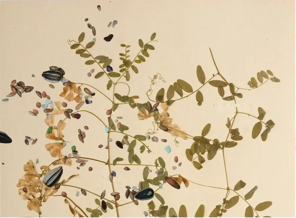 Torkad växt med fröer och blad i olika färger.