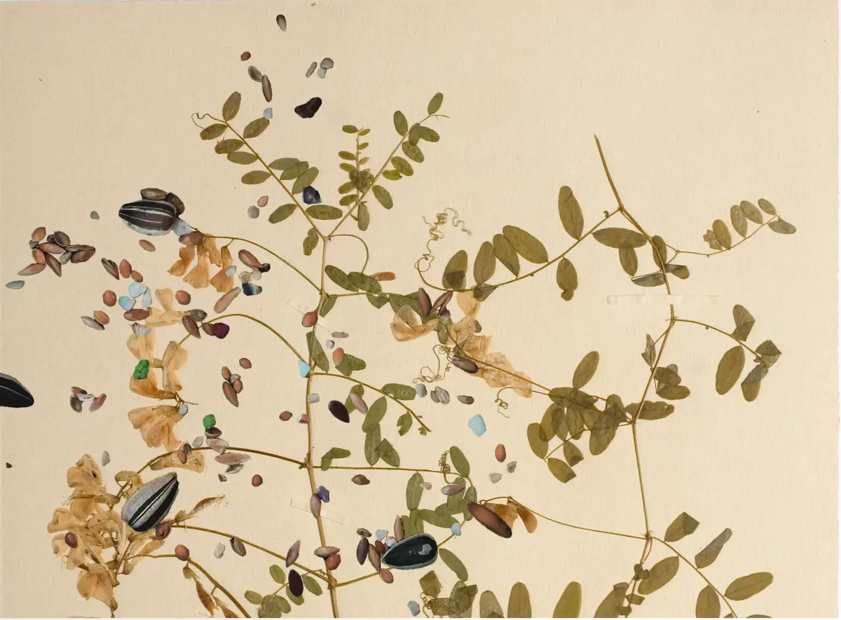 Torkad växt med fröer och blad i olika färger.