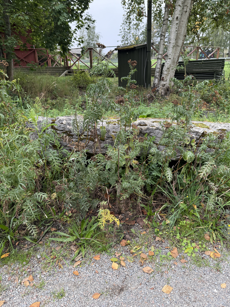 Grå kalkstenshäll med avlånga, ljusare fåror. Ena sidan av hällen något tunnare än den andra. Synlig sprickbildning.