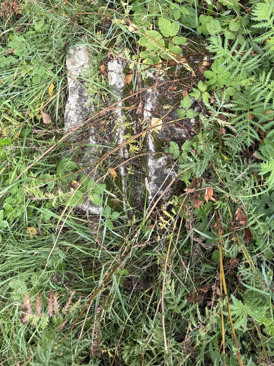 Grå kalksten med avlånga, ljusare fåror.